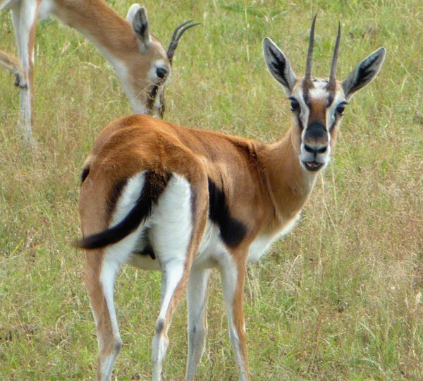 Gazelle regarde 3