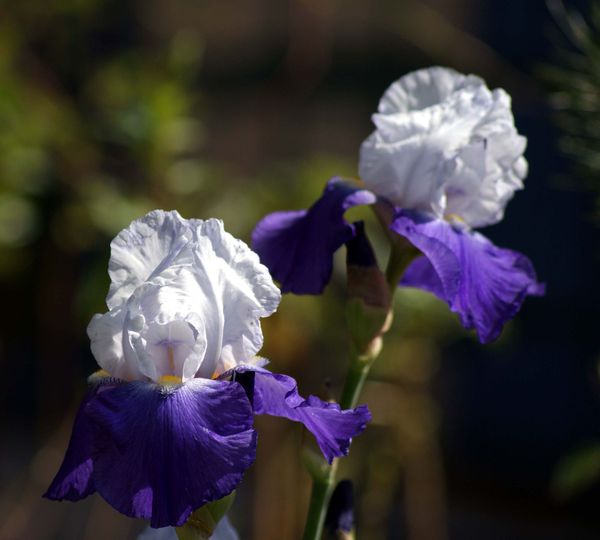 Iris Jacquie 3367