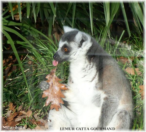 rm-pb-lemur-catta.jpg