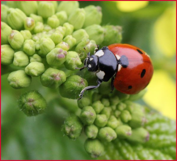 coccinelle 2