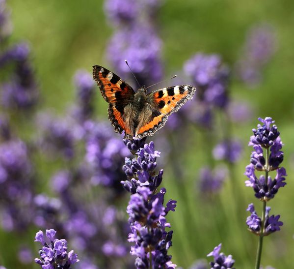 Papillon petite tortue