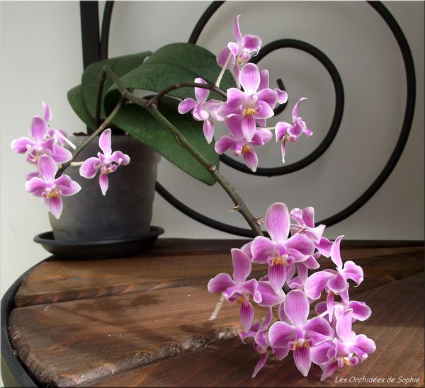 Phalaenopsis Silbergrube