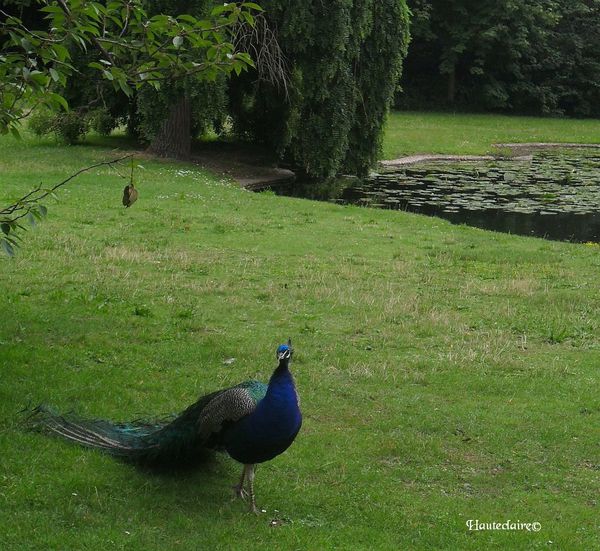 oiseau-3.jpg