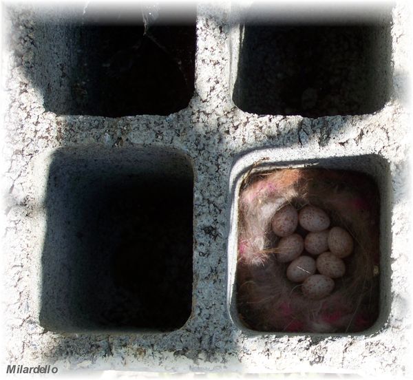 rm-pb-Le-nid-et-les-oeufs-de-la-mesange-charnonniere-2.jpg