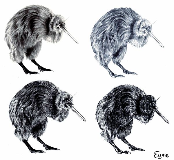 Kiwi