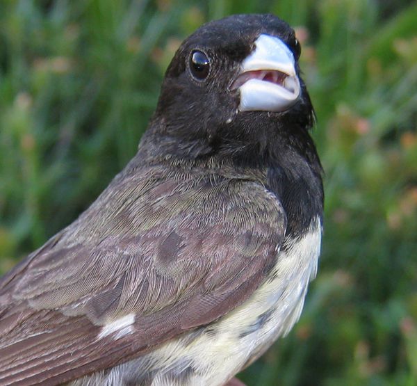 Sporophile à ventre jaune Sporophila nigricollis