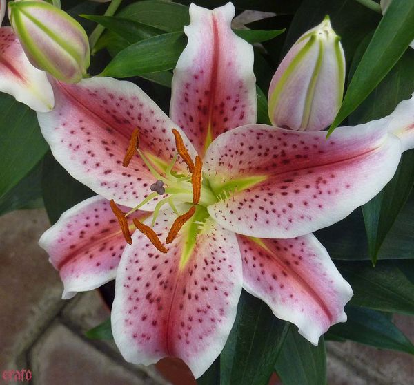 araignee--fleurs-011.jpg