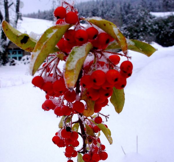 Neige-Limousin-dec-2009 6414