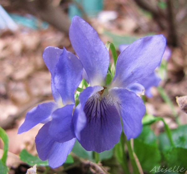 Violette-03-2010-g.jpg