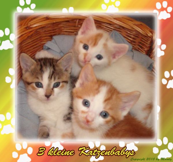 3-Katzen.jpg