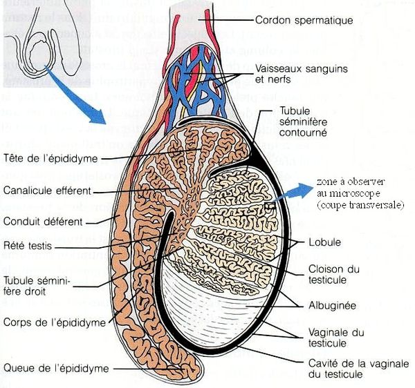 S structure interne du testicule