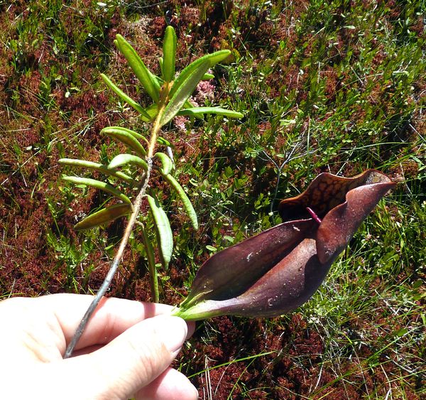 Mauricie-tourbiere-fleur-carnivore.jpg