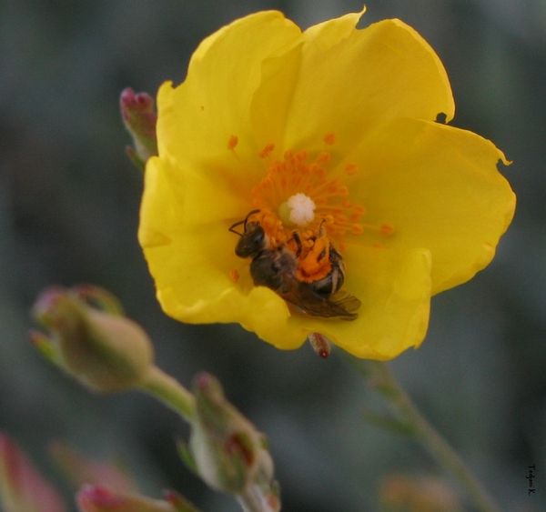 L-abeille--une-bon-thermometre-ecologique--JPG