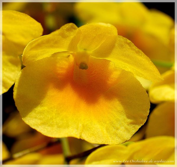 Dendrobium 0062