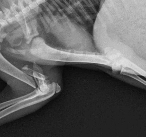 radiografia-yailo.jpg