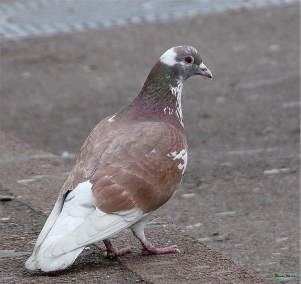 Pigeon Blanc