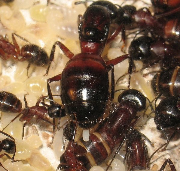 Ponte de la reine Camponotus ligniperdus