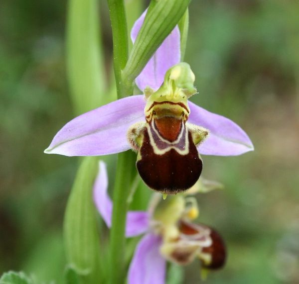 Ophrys apifera5p