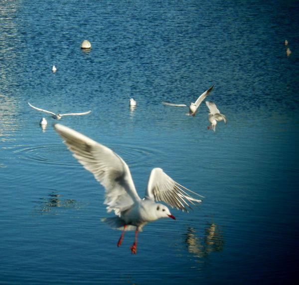 mouette-essai