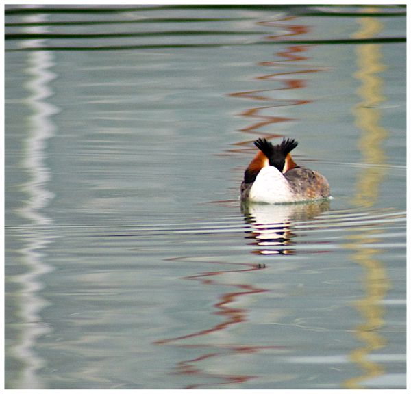 grebes-3.jpg