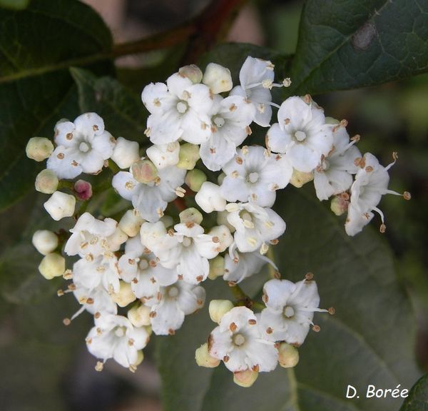 Laurier tin en fleurs8