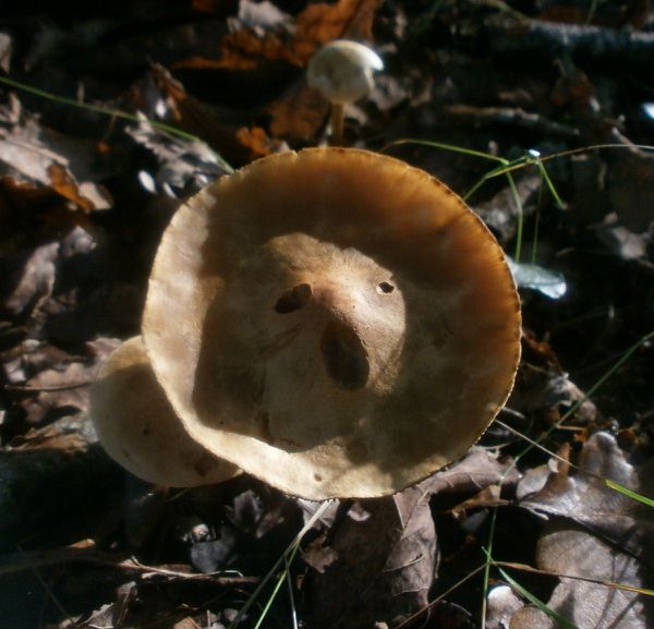 champignons-n-2-046.JPG