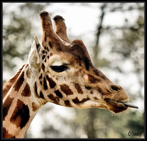 sophie-la-girafe--1-.jpg