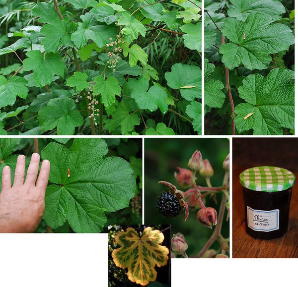 Rubus-setchuenensis.jpg