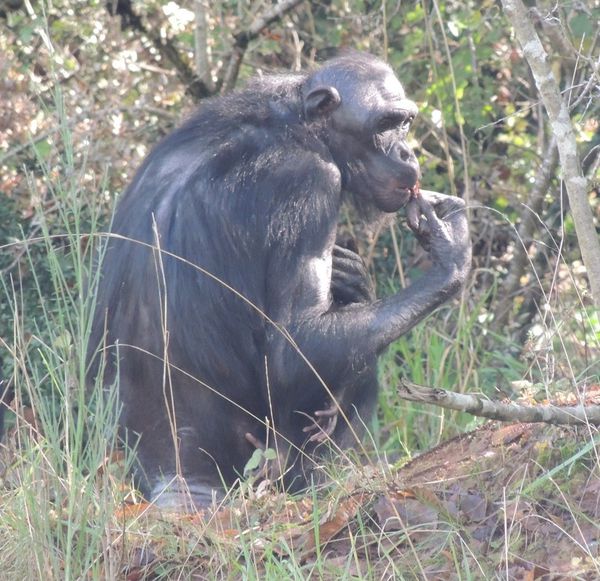 bonobo4