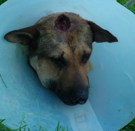 FARCO - malinois 9 ans - (7 ans de refuge) et sa trste histoire (procès de son ex maitre et jugament reporté en janvier 2015) Refuge de Ponthieu Marquenterre (80) 10A0-C.--FARCO-.P0135.P0135