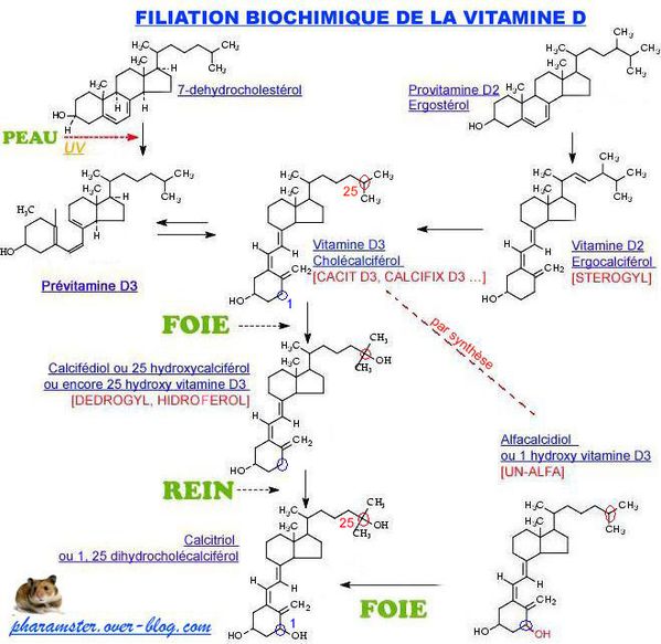 11-03-02-Filiation-biochimique-de-la-vitamine-D-copie.jpg