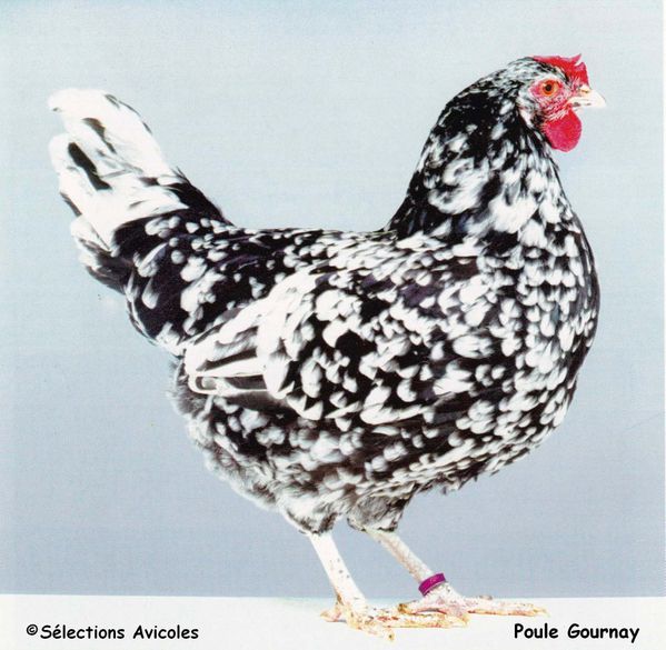 Poule-Gournay.jpg