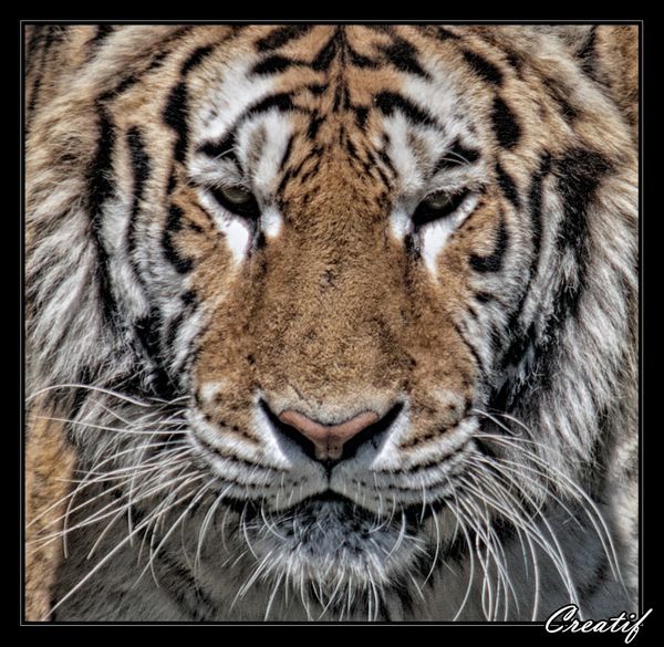 portrait-tigre-2.jpg