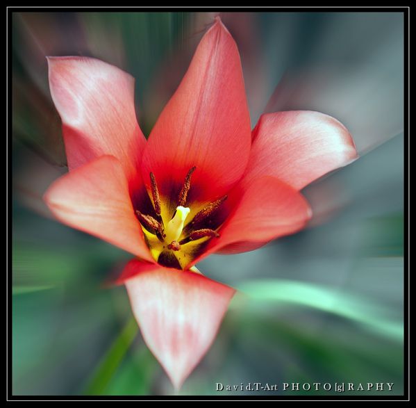 tulipe (3)