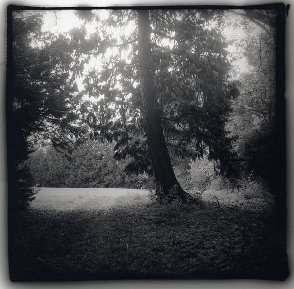 Arbre Triève