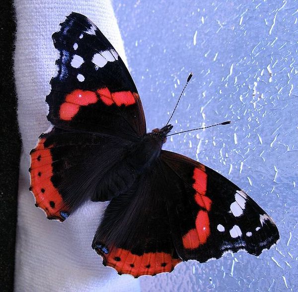 610px-Butterfly-vulcan-papillon-vulcain-vanessa-atalanta-4