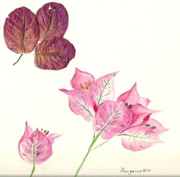 6 bougainvillier