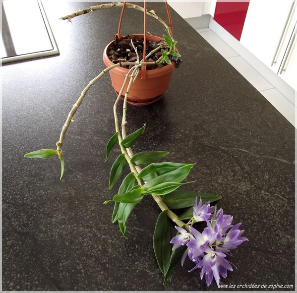 Dendrobium victoria reginae