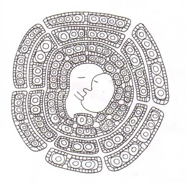 calinou