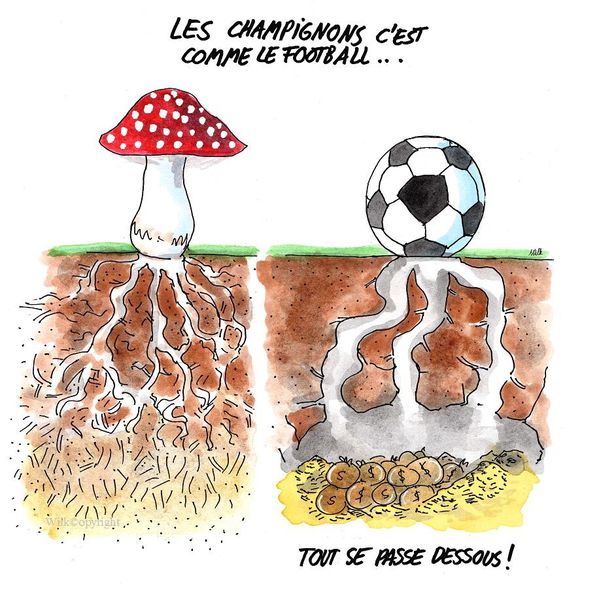 Football-et-champignon-Wilk-copyright.JPG