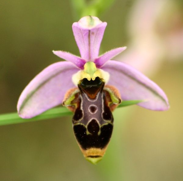 ophrys scolopax2p