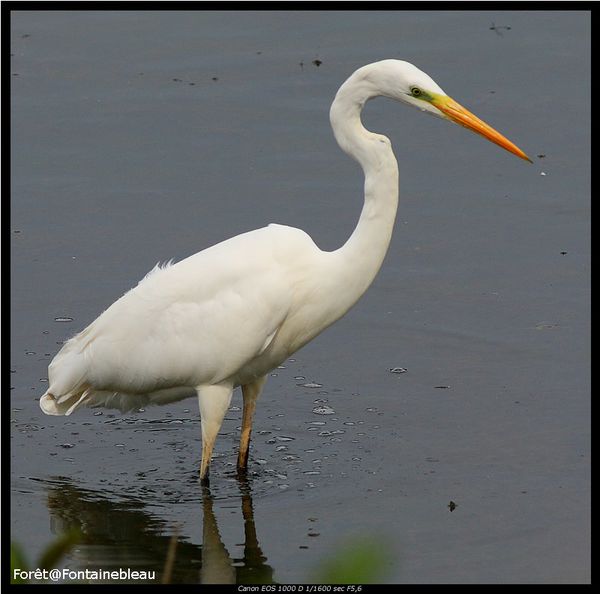 portrait grande aigrette 2