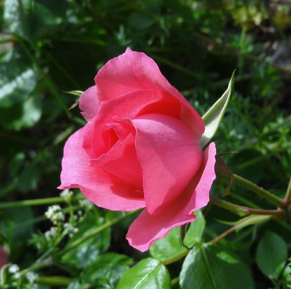 rose-rose4.JPG