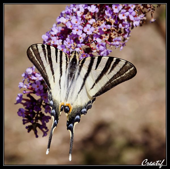 papillons (3)