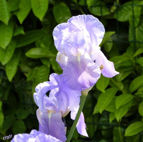 P1010355-copie-1.JPG