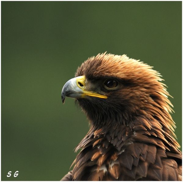 Aigle royal