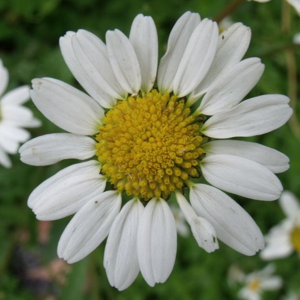 margeritte.jpg