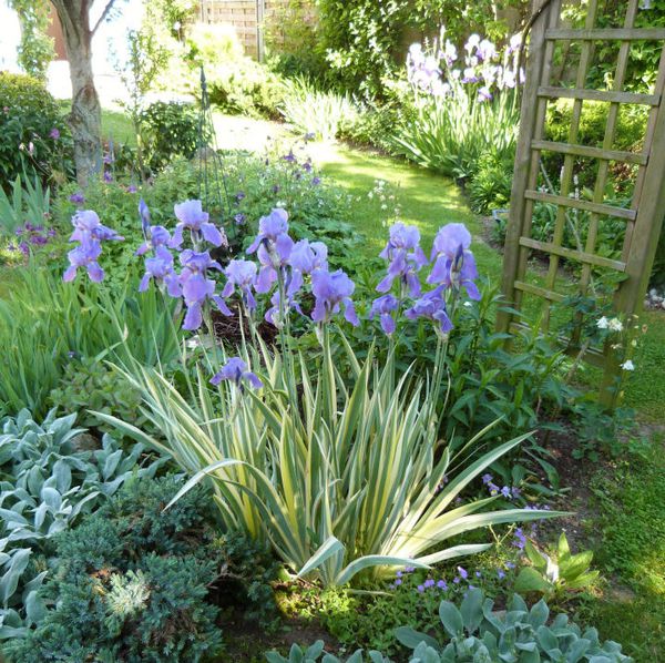 iris-de-jardin-Pallida-Variegata---juin-2013.jpg