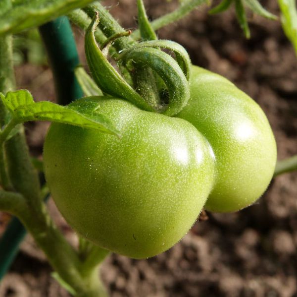 potager - juin 2013 - tomate fournaise