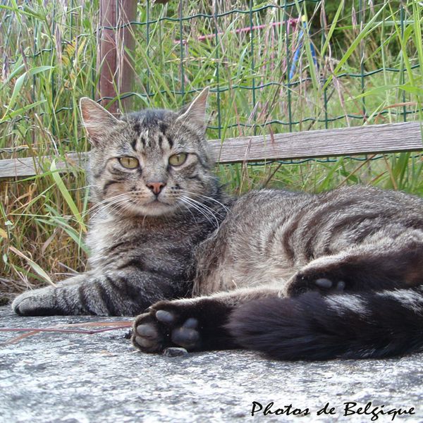 chat-jardin-de-belgique-en-juin-5